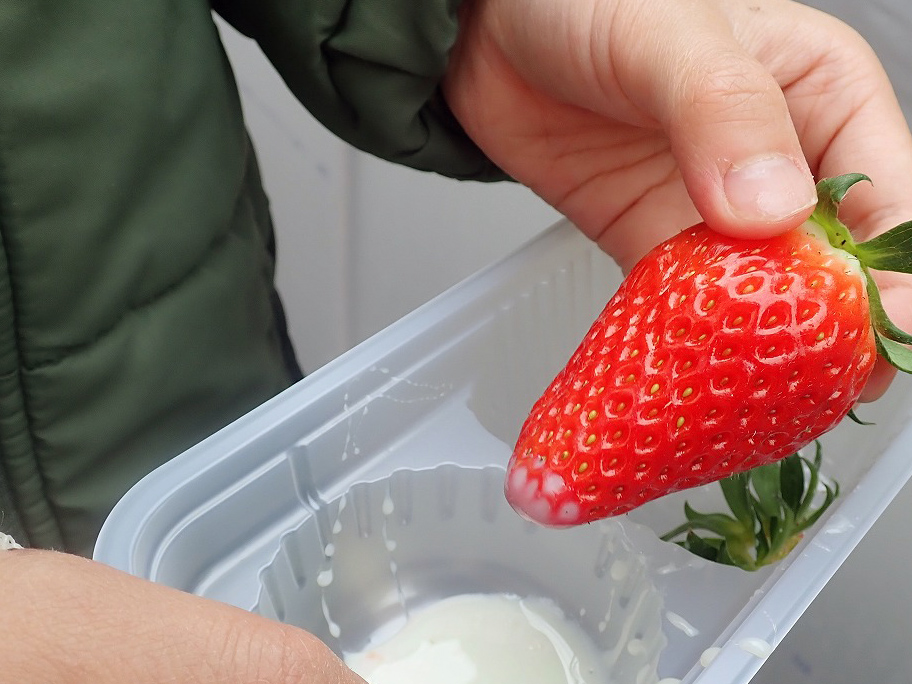 2026年春にオープンの川越のいちご狩りの施設『リトルプリンス いちご縁』