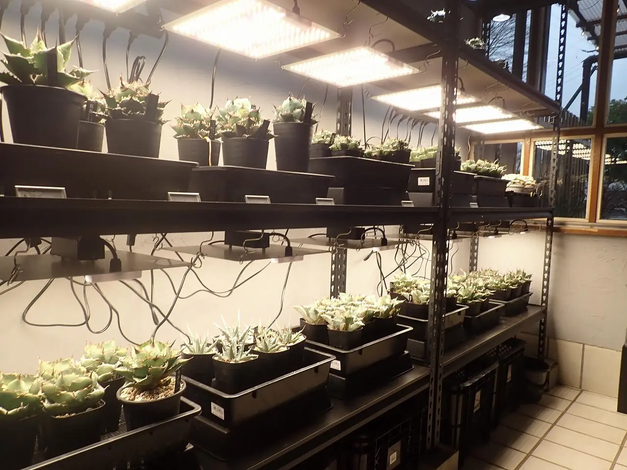 2026年4月にオープンの川越のカフェ『Cafe＆Plants 川越』