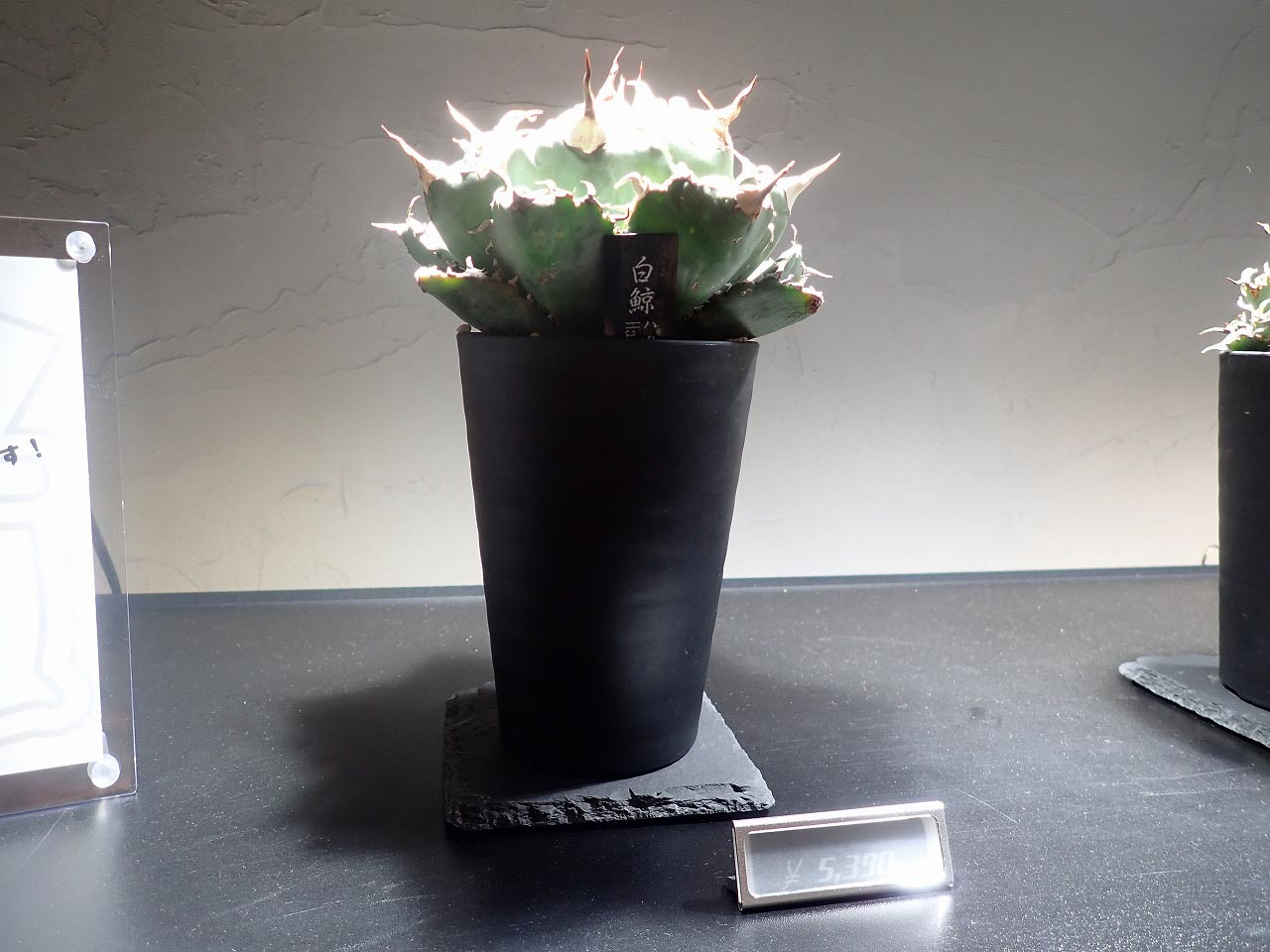 2026年4月にオープンの川越のカフェ『Cafe＆Plants 川越』