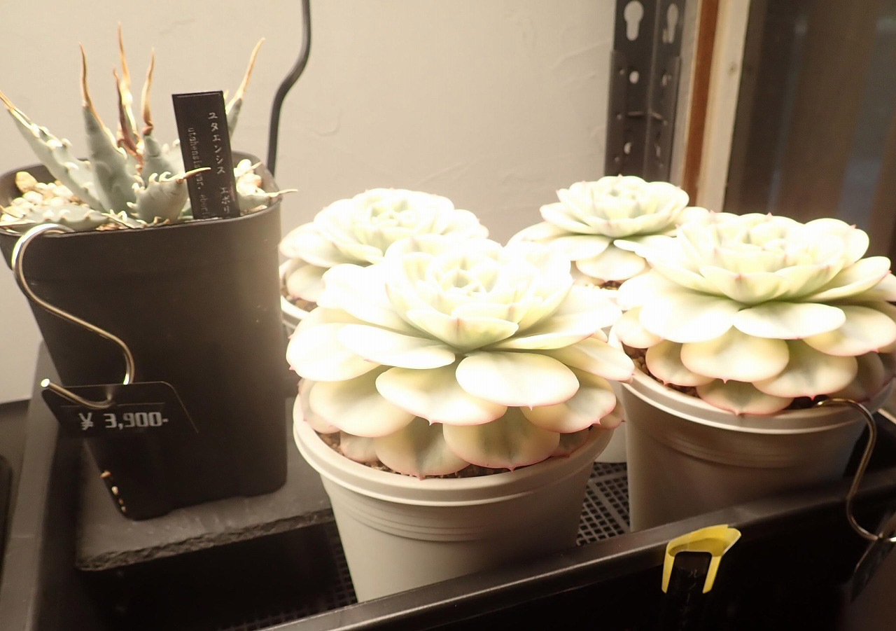 2026年4月にオープンの川越のカフェ『Cafe＆Plants 川越』