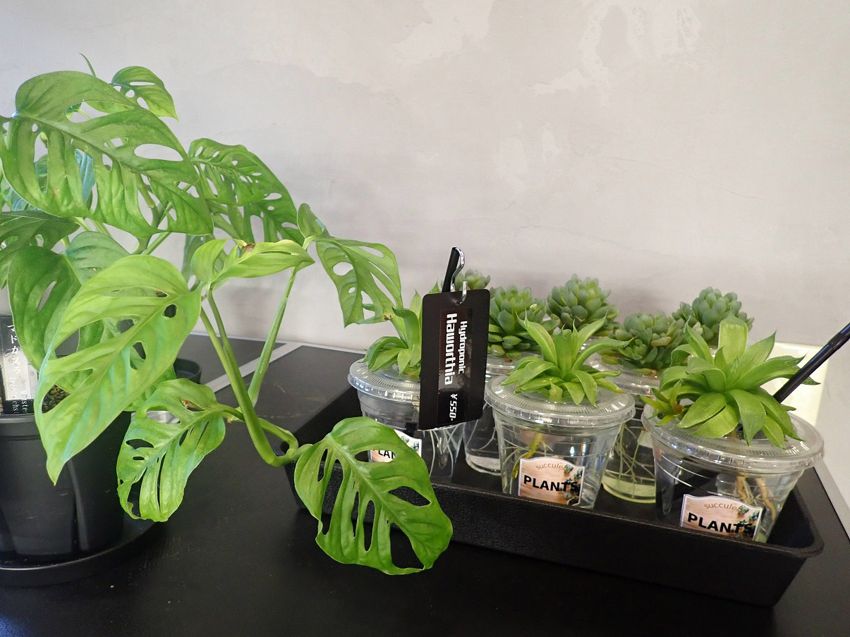 2026年4月にオープンの川越のカフェ『Cafe＆Plants 川越』