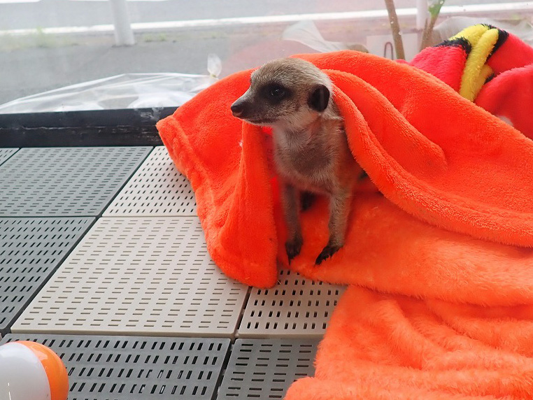 2026年4月にオープンの川越のペットショップ『あにまるガーデン』