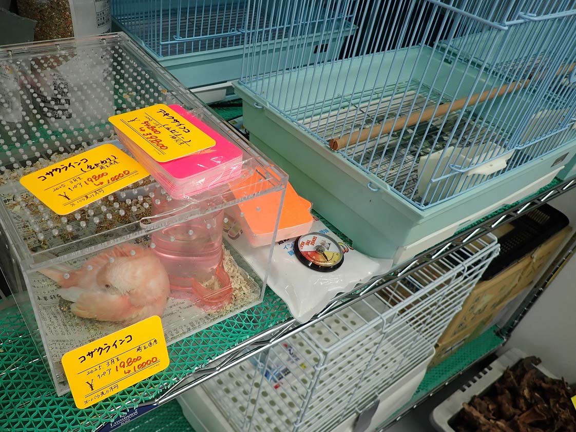 2026年4月にオープンの川越のペットショップ『あにまるガーデン』