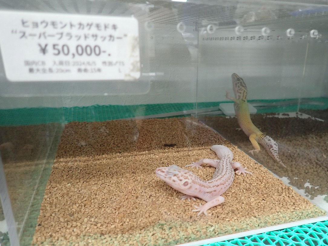 2026年4月にオープンの川越のペットショップ『あにまるガーデン』