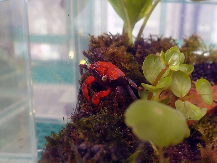 2026年4月にオープンの川越のペットショップ『あにまるガーデン』