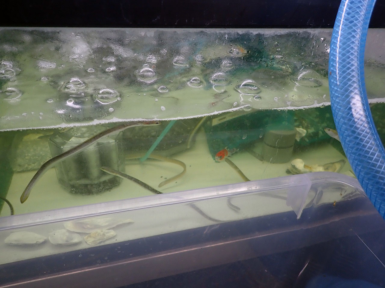 2026年4月にオープンの川越のペットショップ『あにまるガーデン』