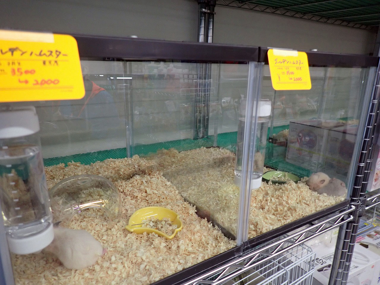 2026年4月にオープンの川越のペットショップ『あにまるガーデン』