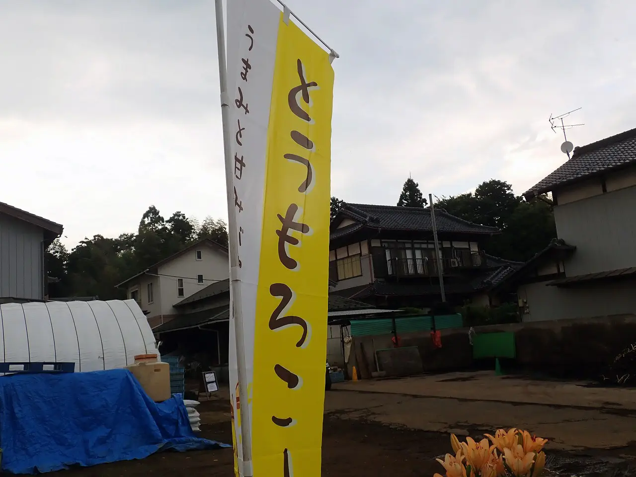 川越の美味しいとうもろこしの農園『なるかわ農園』