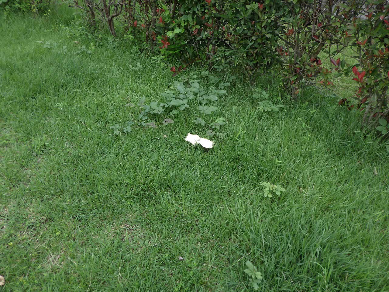 芝生の白いキノコ